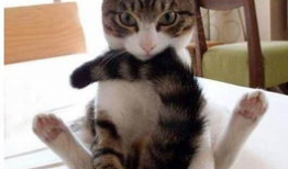 虐猫视频,人性与道德的拷问